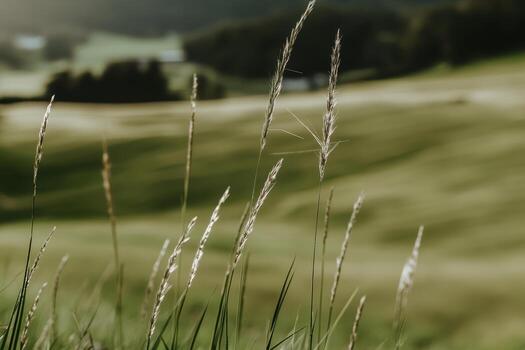 Grass swaying gently in the breeze on a sunny day in the countryside photo