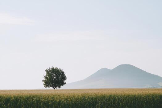 Scenic landscape featuring a lone tree and distant mountains in soft light photo
