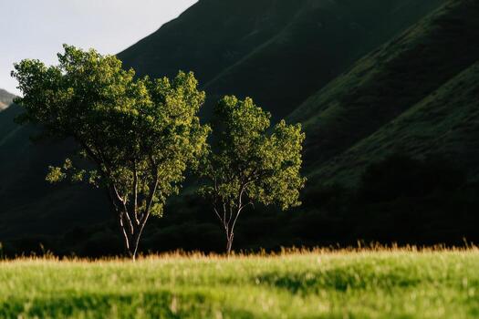 Sunlight highlights green trees in a lush meadow surrounded by hills photo