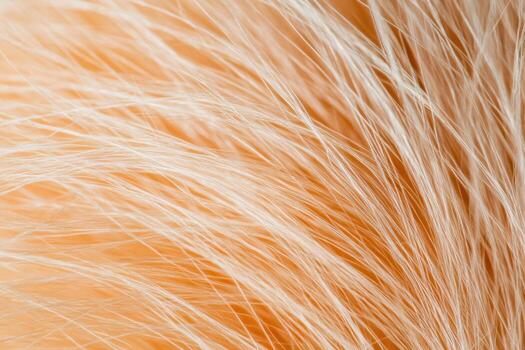 Soft, fine strands of fur illuminated in natural light close up photo