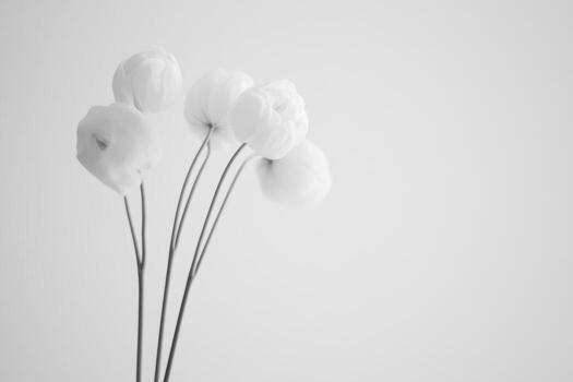 Elegant white flowers in a minimalistic arrangement on a light background photo