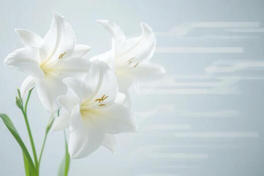 Beautiful white lilies in soft light with subtle blurred background setting photo