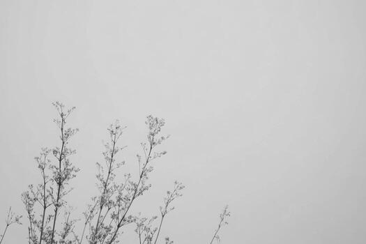 Soft gray sky with delicate branches reaching upward photo