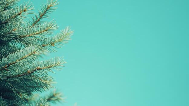 Green pine branches against a bright turquoise background create a serene scene photo