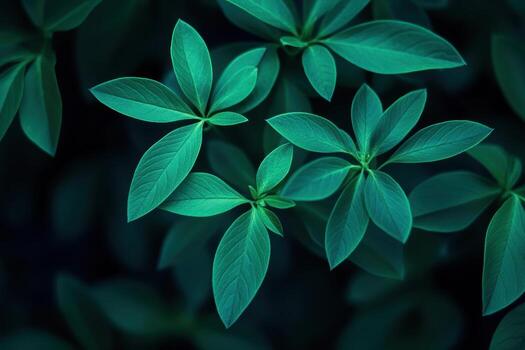Green leaves close up shining in soft light at twilight photo