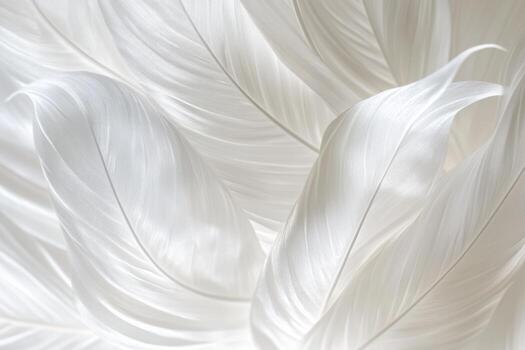 Soft white feathers arranged in a delicate pattern against a light background photo