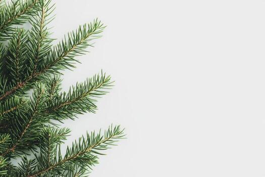 Green evergreen branches displayed on a light background for seasonal decor photo
