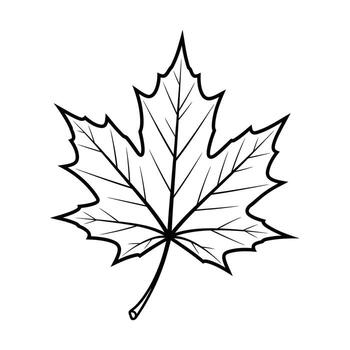 Outline Drawing of a Single Maple Leaf with Detailed Veins on a White Background sketch vector
