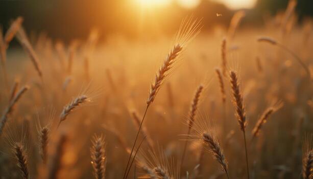 campo de trigo al atardecer foto