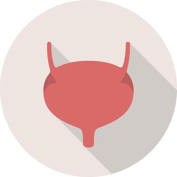 Understanding the structure and function of the human bladder in anatomy studies vector