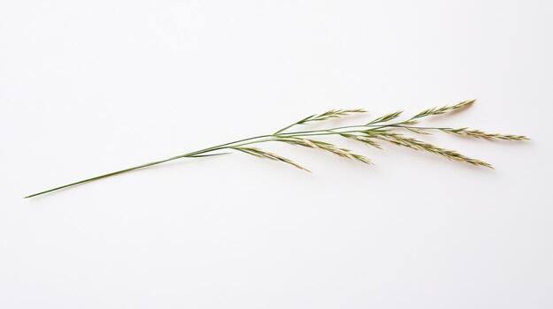 A single stem of grass on a white background photo