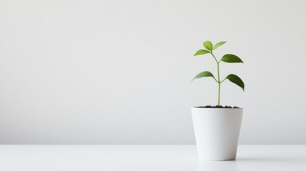 A small plant in a white pot on a table photo