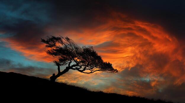 One Trees Dark Shape Against A Spectacular Sunset Sky photo