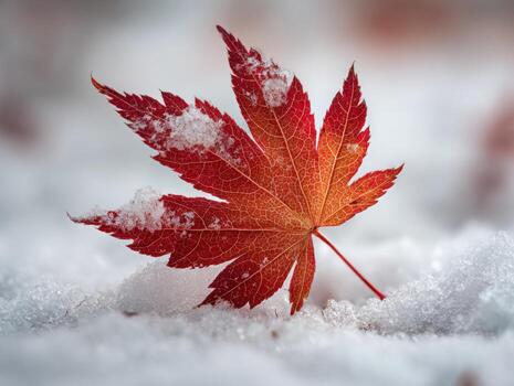 The First Snowfall Embracing the Final Autumn Leaf photo