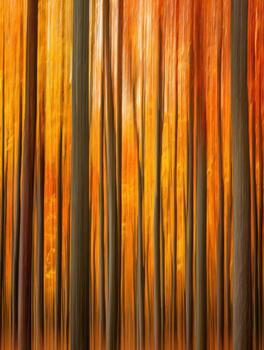 The Painterly Echoes of a Forest in Autumn photo