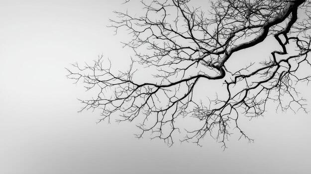Tree Branch Abstract Resembling Winters Calligraphy photo