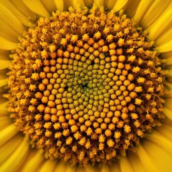 A Daisys Center with a Mesmerizing Geometric Look photo
