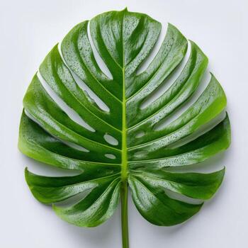 A Monstera Leaf Presented on a Pure White Surface photo
