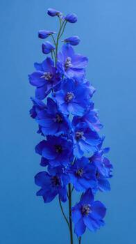 The Bold Look of a Blue Delphinium in One Color photo