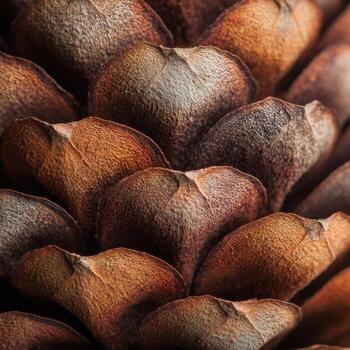 The Textured Surface of Rustic Pine Cone Scales photo