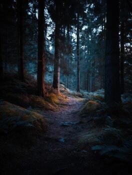 The Final Glimmer of Day Along the Dusk Pathway photo