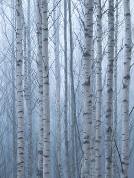 A Foggy Scene of Minimalist Silver Birch Trees photo