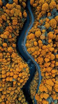 An Autumn River's Path Looks Like Veins from Air photo