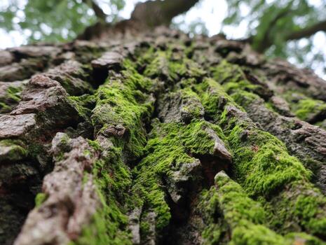 An Old Oak Tree Bark With Bright Moss In Its Crevices photo