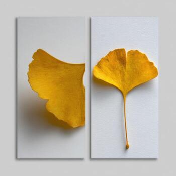 First Image Of A Yellow Autumn Ginkgo Leaf On White photo