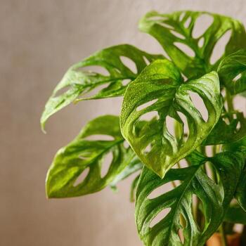 Monstera Adansonii Showing Its Intricate Leaf Holes photo