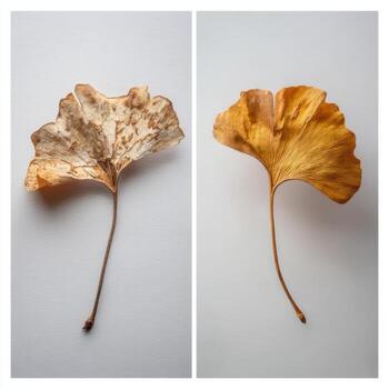 Second Image Showing A Dried And Curled Ginkgo Leaf photo