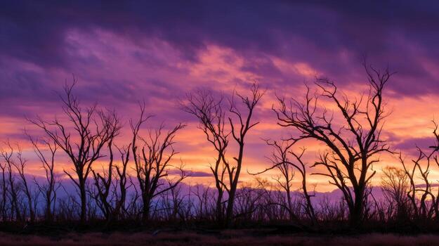 Sunset Behind The Dramatic Outlines Of Winter Trees photo