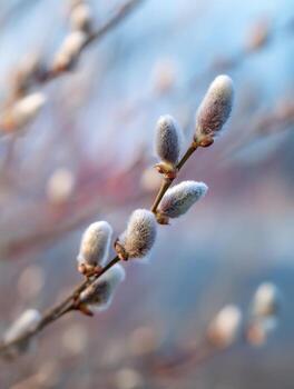 A Budding Branch In Spring Showing Soft Willow Catkins photo
