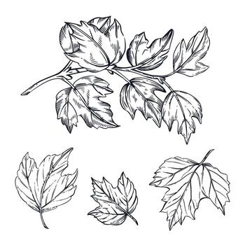 A set of illustrations. A branch with leaves of a viburnum shrub, leaves, all objects are hand-drawn with ink. For printing on paper, fabric, for printing on the packaging of goods vector