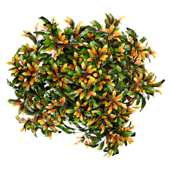 3D rendering of Smooth Leaf Quandong tree on transparent background from the top view png