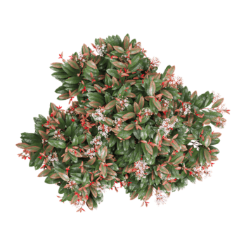 3D rendering of Fraser photinia Tree on transparent Canvas from the top view png