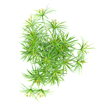 3D rendering of Cyperus alternifolius Tree on transparent background from the top view png