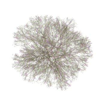 collection of Chilopsis-linearis tree on transparent background from the top view. png