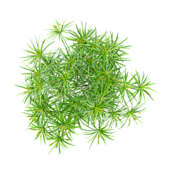 collection of Cyperus alternifolius Tree with transparent background from the top view png