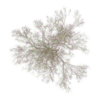 3D Rendering of Chilopsis-linearis tree on transparent background from the top view. png