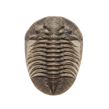 fosilizado trilobite muestra con detallado segmentación en transparente antecedentes de cerca png
