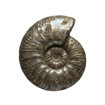 piritizzato ammonite fossile con metallico lucentezza su trasparente sfondo per educativo uso png
