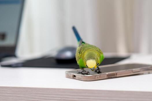 a Green budgerigar sitting on laptop with computer mouse on desk f photo
