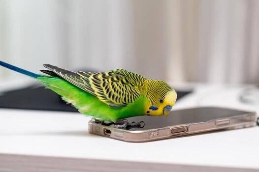 Green budgerigar sitting on a laptop with computer mouse on desk photo