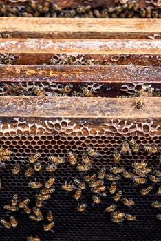 Close-up view of bees on honeycomb frames in a beehive, showcasing intricate patterns and busy activity. photo