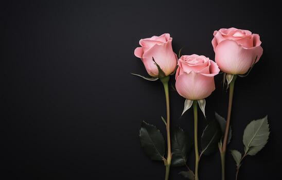 Three Pink Roses Arranged Elegantly Against a Dark Backdrop for a Striking Visual Display photo