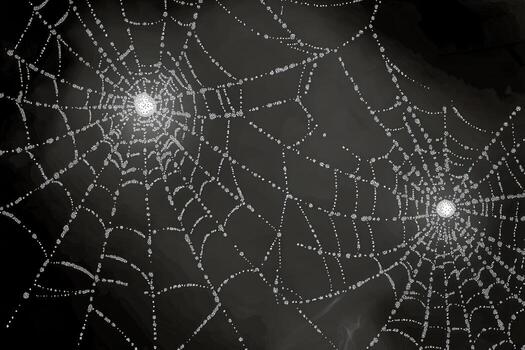 Glittering Spider Webs Adorned With Dew Drops in a Misty Morning Forest photo