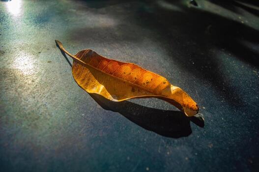 Single dry leaf with curled edge lying on dark surface under bright light highlighting warm tones, shadow play, and contrast between nature and urban texture in close up. photo