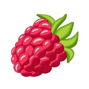 Raspberry isolated on white background. Raspberry. Wild berry. vector