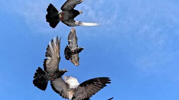 rebanho do pombos vôo através Claro azul céu video